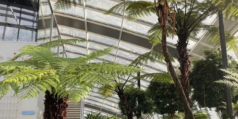 Biophilic interiors skygarden biophilic interiors at the skygarden