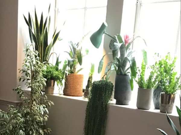 houseplants