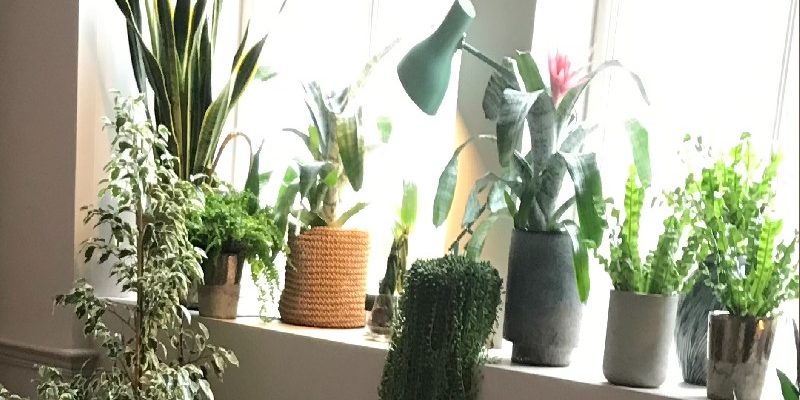 houseplants houseplants